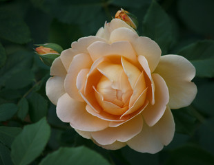 Pastel colored Rose closeup