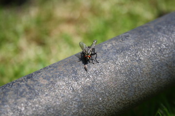 eine außergewöhnliche Freundschaft