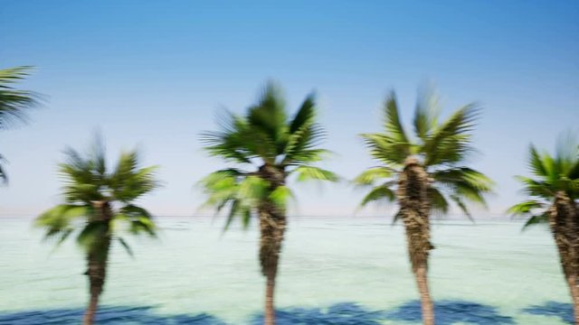 Movement of the camera near the avenue of palm trees