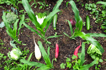 verschiedenes Bio Gemüse zwischen Maispflanzen auf einem Feld oder im eigenen Garten
