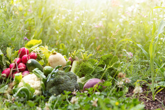 Frisches Bio Gemüse vom Hofladen auf einer Wiese mit Blumen, Konzepte wie Biohof oder Biobauernhof