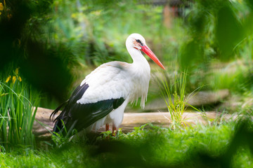 Weiß Storch