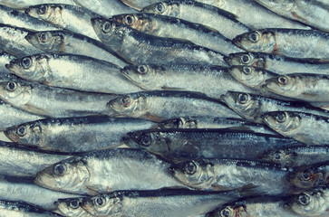 fresh herring fished