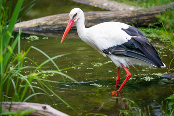 Storch im Wasser