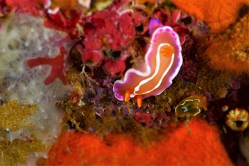 Japanese underwater photos