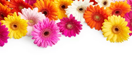 Peel and stick wall murals Gerbera Gerbera flowers isolated on white background