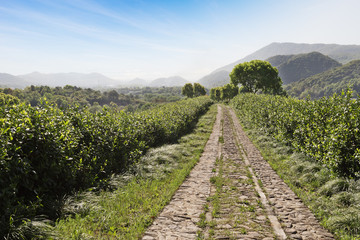 Fototapeta na wymiar Beautiful landscape view of tea plantation