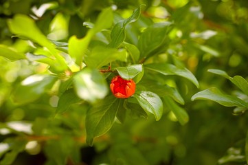 Pomegranate flower and plant (Pesaro, Italy)