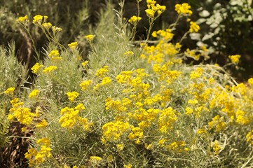 Licorice plant and flowers (Pesaro, Italy)