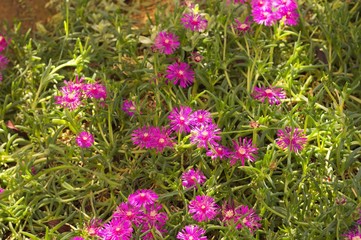 Mesembryanthemum flowers - Aizoaceae plant (Pesaro, Italy)