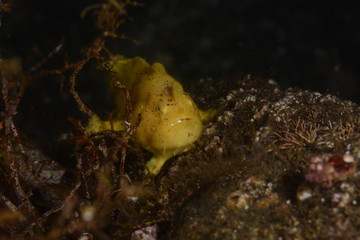 Japanese underwater photos