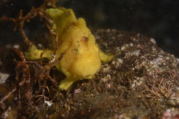 Japanese underwater photos
