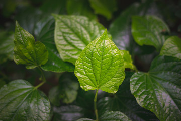 Wildbetal Leafbush or Piper Sarmentosum Herbal Plant
