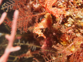 Japanese underwater photos
