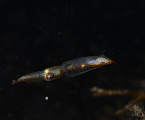 Japanese underwater photos