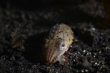 Japanese underwater photos