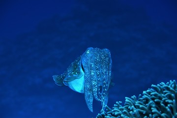 Japanese underwater photos