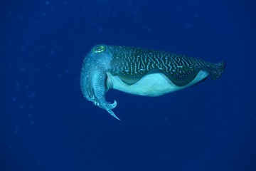 Japanese underwater photos