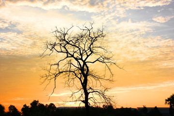 silhouette tree with sunset background
