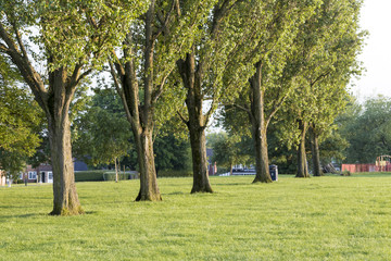 Row of oak trees in a public park