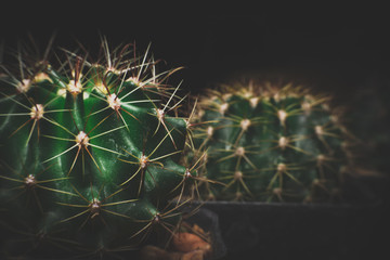 Close-Up Of Cactus Growing In Pot ,Selective focus, Cactus Background