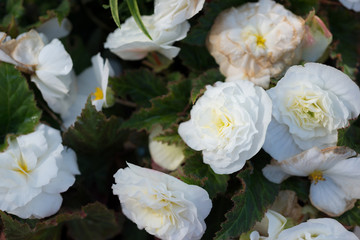 Obraz na płótnie Canvas Begonia flower tuberhybrida white