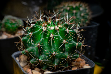 Close-Up Of Cactus Growing In Pot ,Selective focus, Cactus Background
