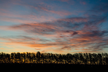Tree silhouettes on sunset
