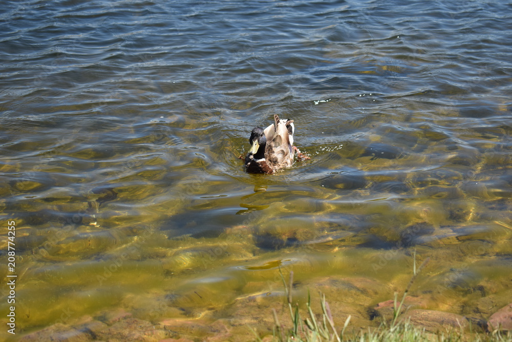 Wall mural ducks in the wild near the pond