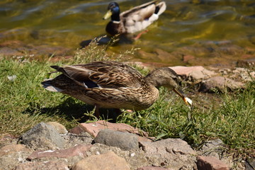 ducks in the wild near the pond