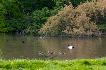 Duck family at the lake