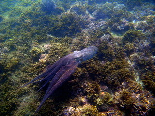 Octopus, Tintenfisch