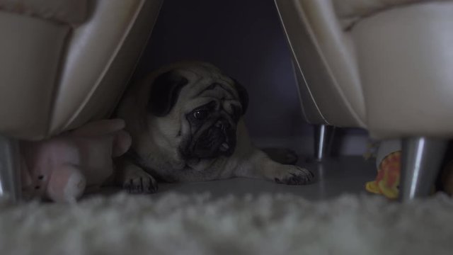 Sad tired pug dog hiding in a dark private place from all. Feel bad, guilty