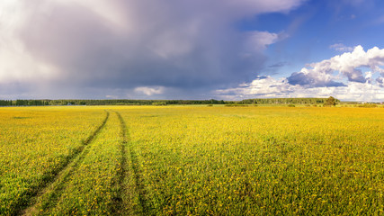 Fototapeta premium панорама сельского поля летом с желтыми цветами и дорогой, Россия