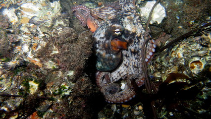 Octopus, Tintenfisch