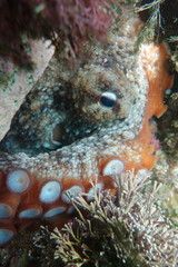 Octopus tetricus, Gloomy Octopus or Common Sydney Octopus, hiding under a rock in Clovelly Pool, Sydney, NSW, Australia