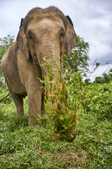 elephant play with grass