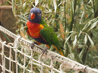 Loriquet arc-en-ciel