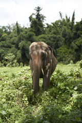 Elephant Wildlife scene in nature habitat