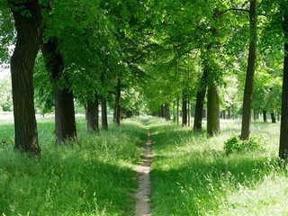 Fototapeta premium Allee