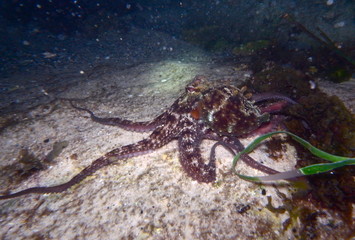 Octopus, Tintenfisch