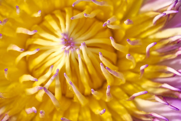 lotus bloom. close up pollen