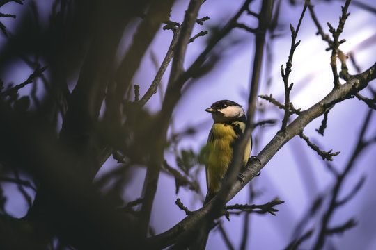 spring is around ud, the birds are piping and it is great.