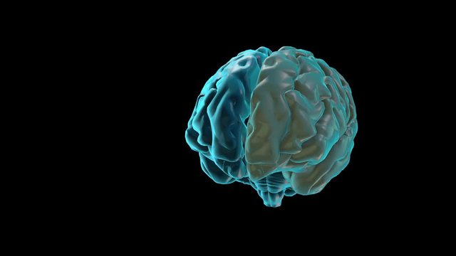BRAIN-Left hemisphere
Human Brain Atlas