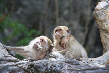 Obraz premium The monkey is at the temple of Thailand.