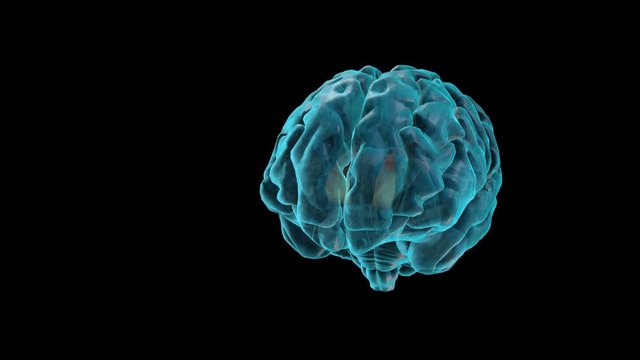 BRAIN-Corpus Callosum
Human Brain Atlas