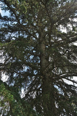 Fototapeta premium Pine tree background
