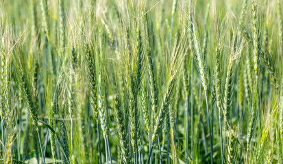 Ears of green wheat close-up, like a background
