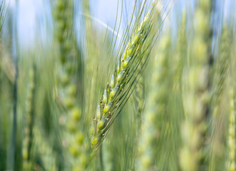 Ears of green wheat close-up, like a background