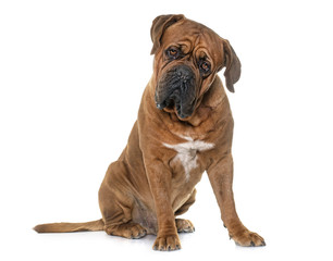 Dogue de Bordeaux